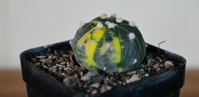 Astrophytum asterias Variegated Astrophytum asterias Variegated front view