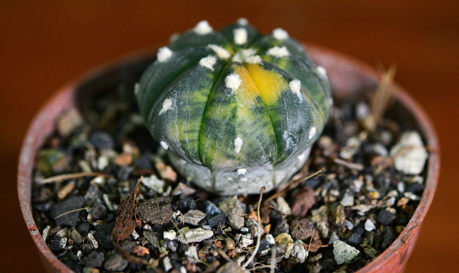 Astrophytum asterias Variegated top-down view