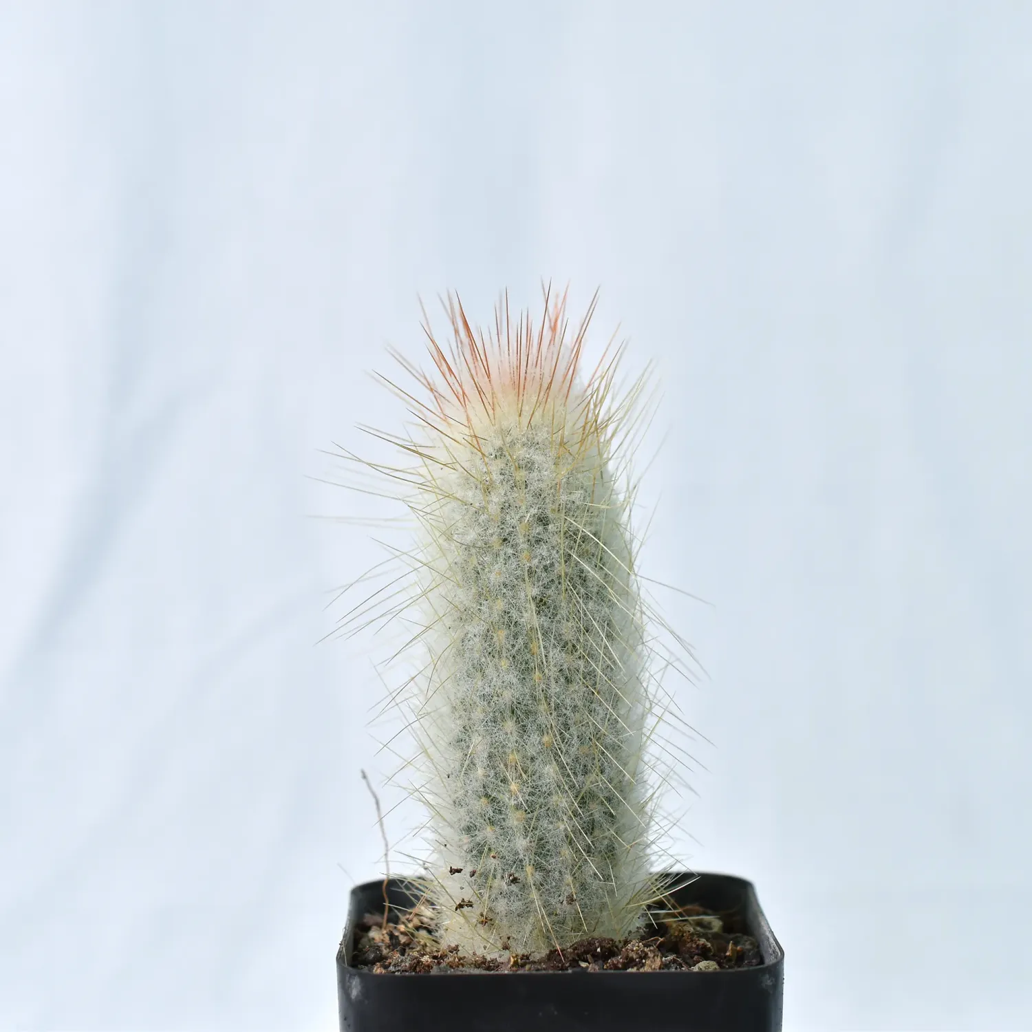 Austrocephalocereus dybowskii
