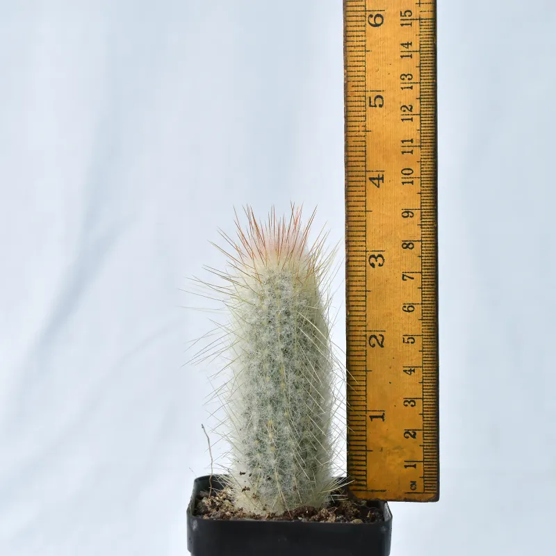 Austrocephalocereus dybowskii