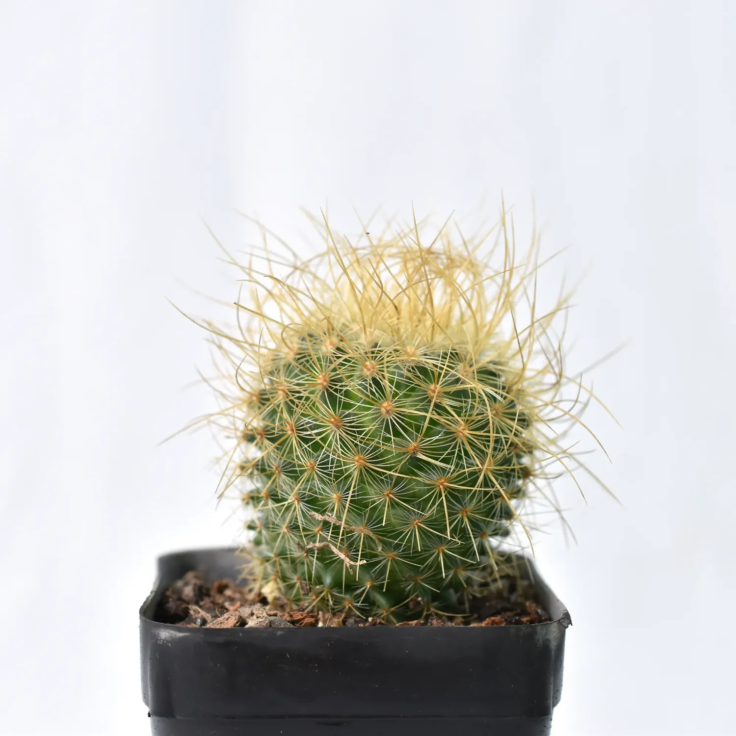Mammillaria pringlei (cv with long curved spines) Mammillaria pringlei (cv with long curved spines)
