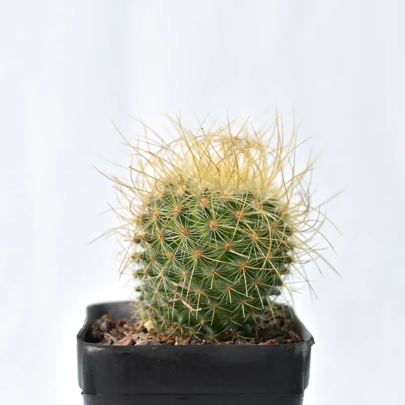 Buy Mammillaria Pringlei Long Spine | Rare Golden Cactus