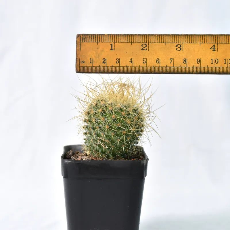 Mammillaria pringlei (cv with long curved spines) with ruler for size reference