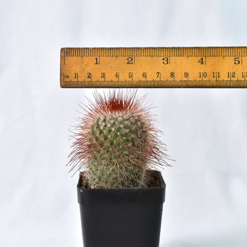Mammillaria pringlei with ruler for size reference