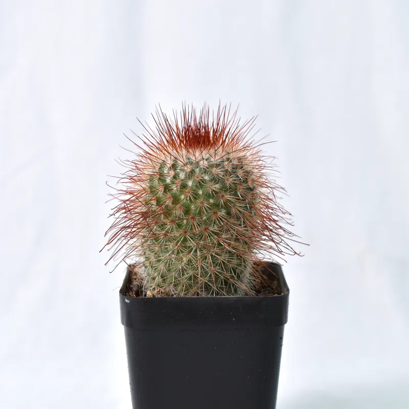 Mammillaria pringlei front view