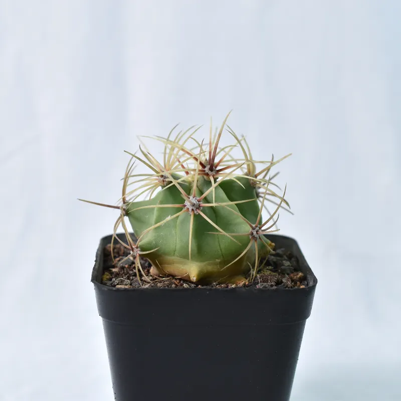Ferocactus electracanthus