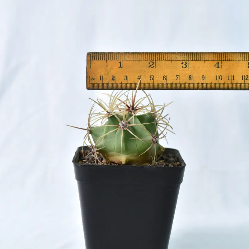 Ferocactus electracanthus
