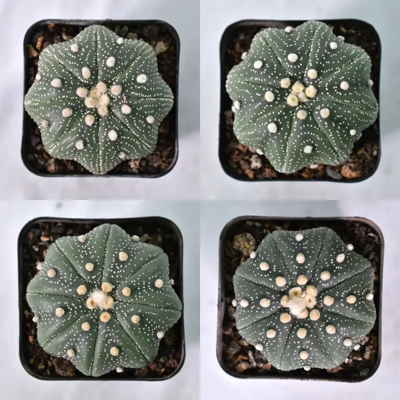 Astrophytum asterias yamamoto