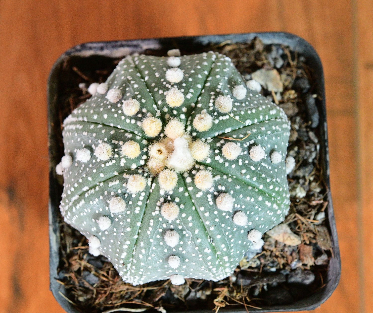 Astrophytum asterias yamamoto top-down view