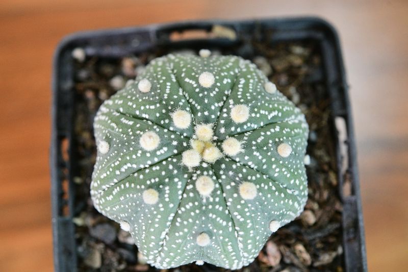Astrophytum asterias yamamoto