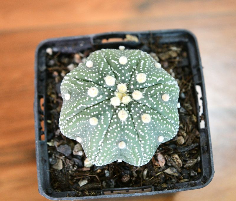 Astrophytum asterias yamamoto Astrophytum asterias yamamoto