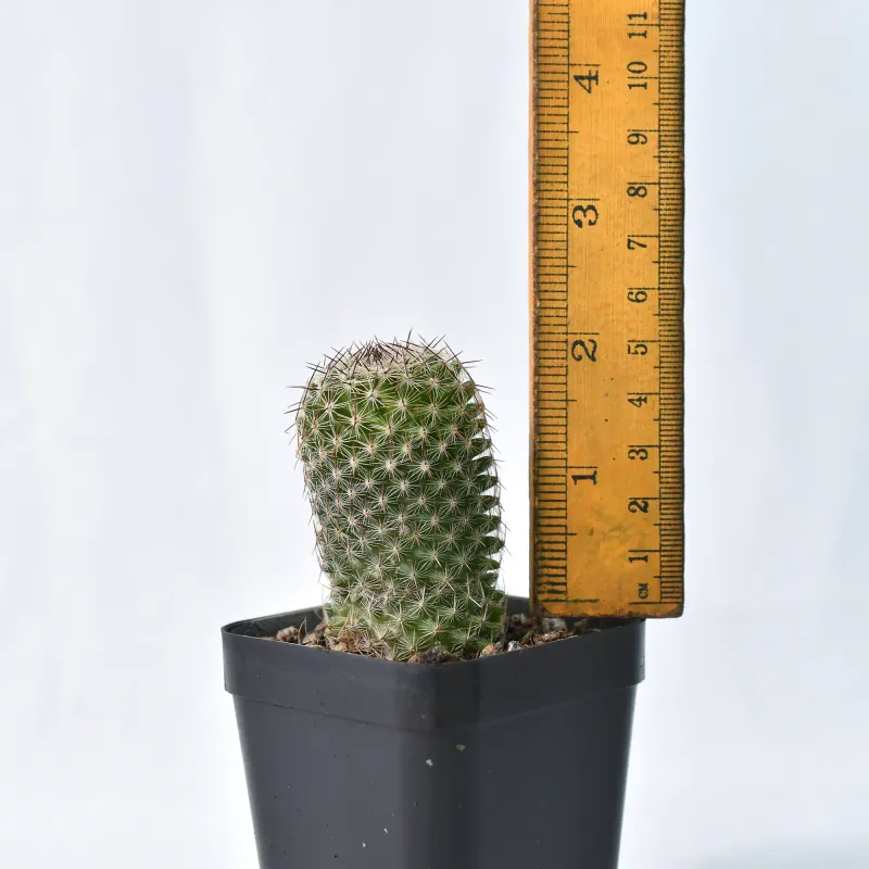Mammillaria pseudoperbella with ruler for size reference