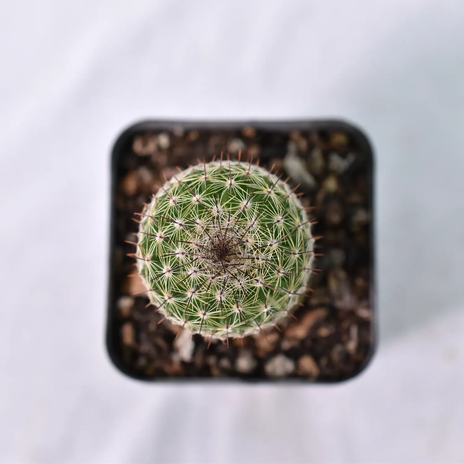 Mammillaria pseudoperbella