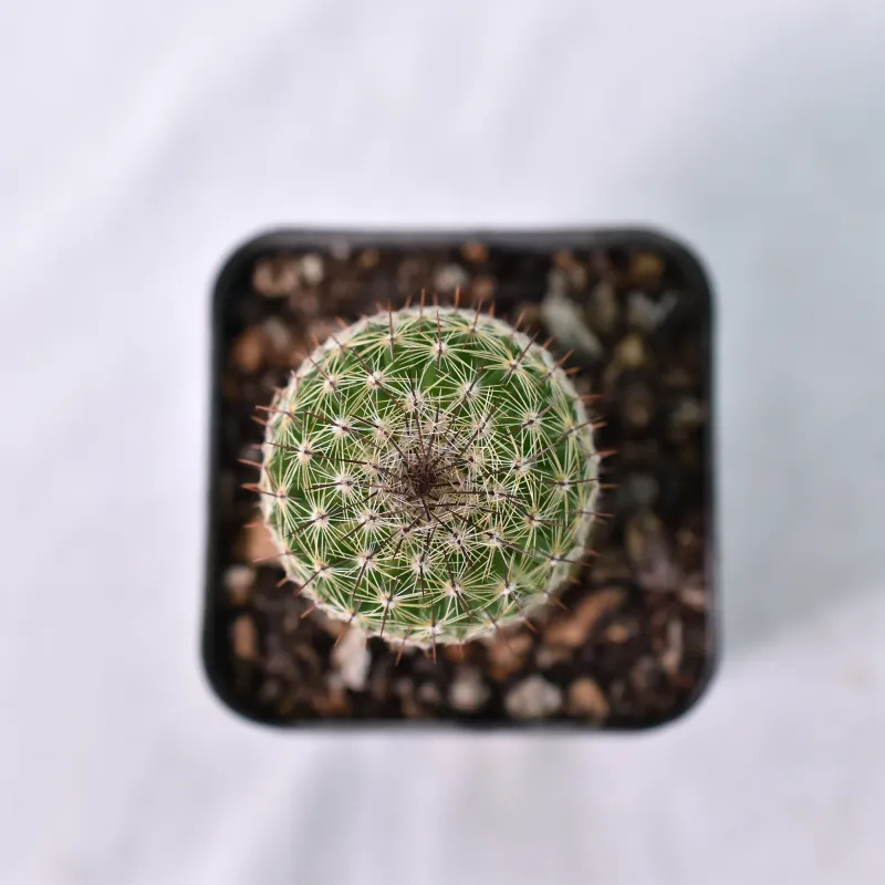 Mammillaria pseudoperbella top-down view