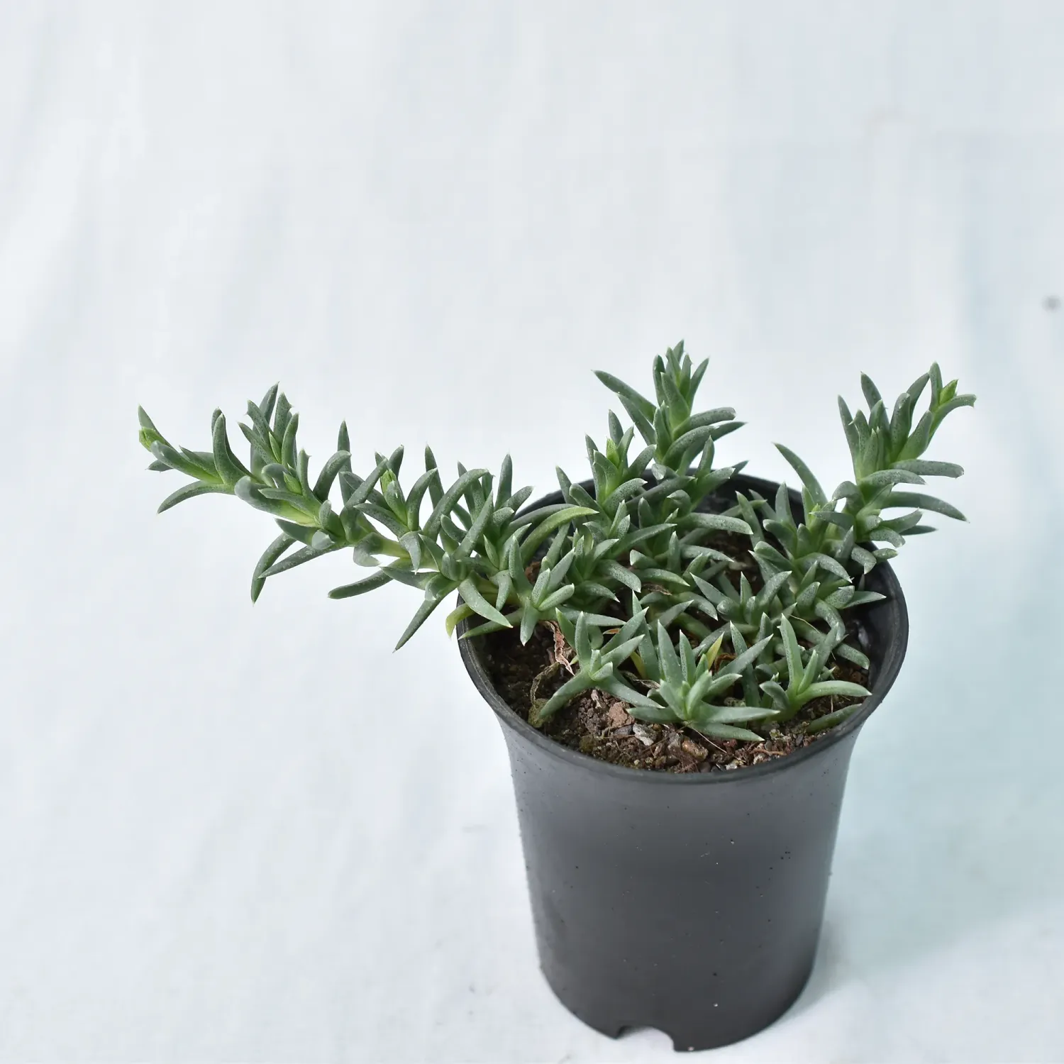 Ruschia pulvinaris Ruschia pulvinaris