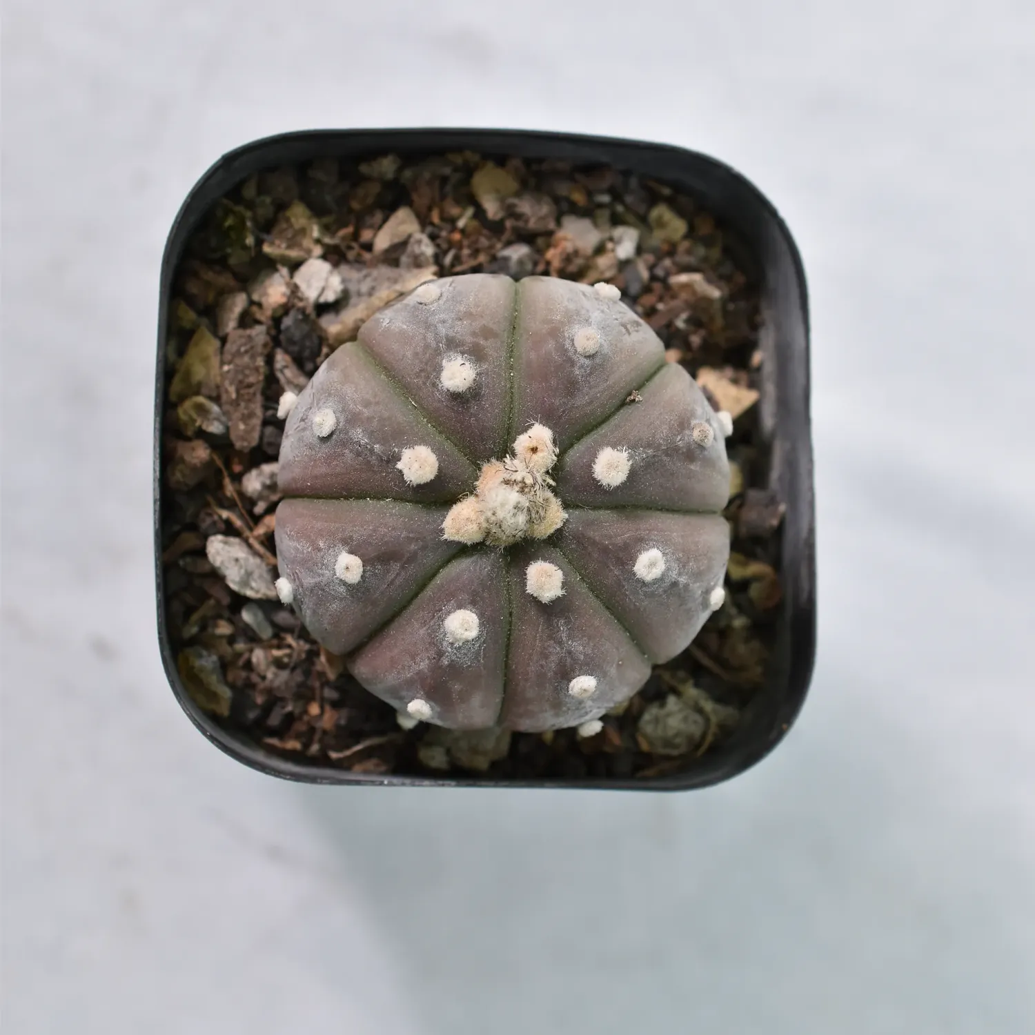 Astrophytum Asterias Ooibo BLACK/ PURPLE