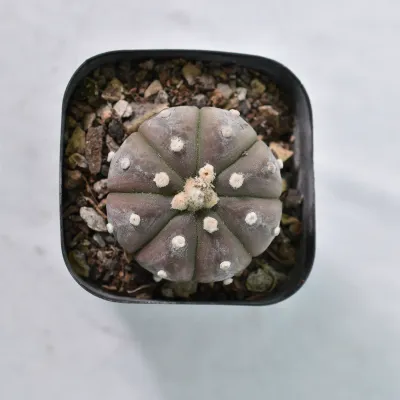 Buy Astrophytum Ooibo Black Purple | Rare Cactus