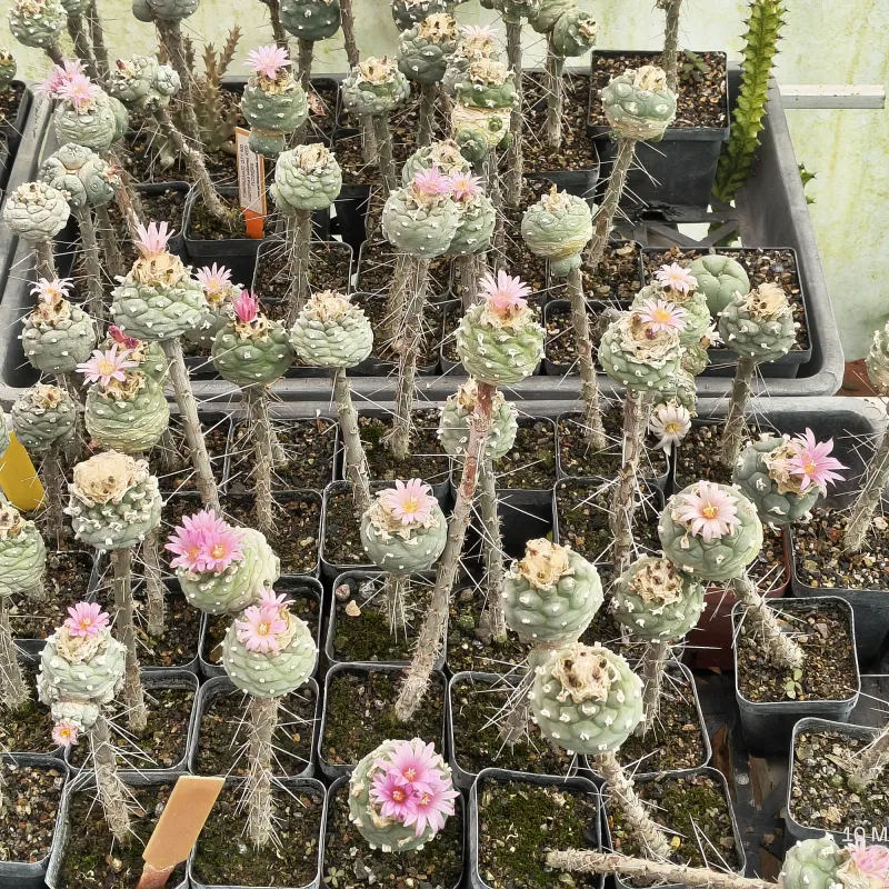 Lophophora diffusa nursery tray, wide view