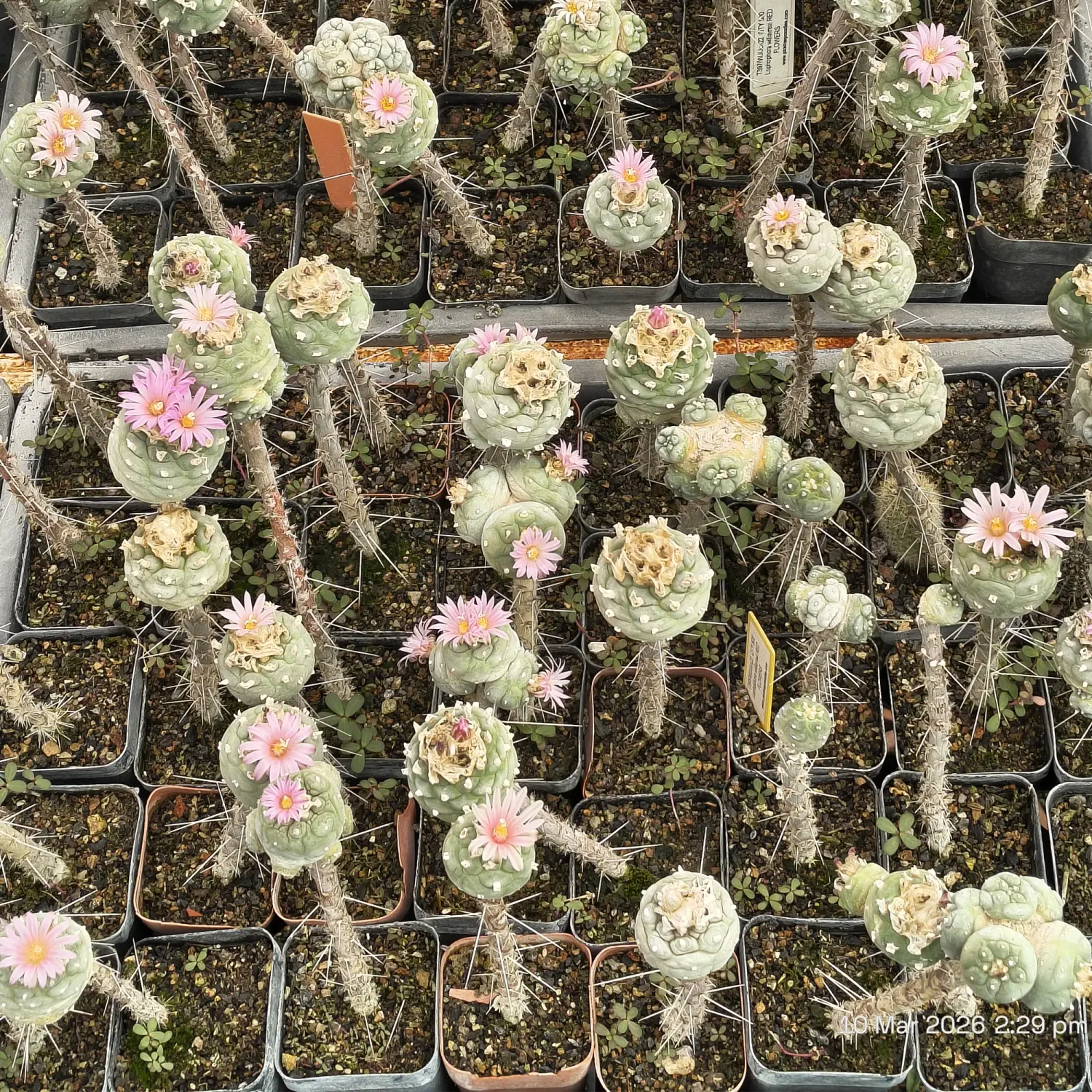 Buy Lophophora Diffusa Cactus | Rare Spineless Peyote Cactus