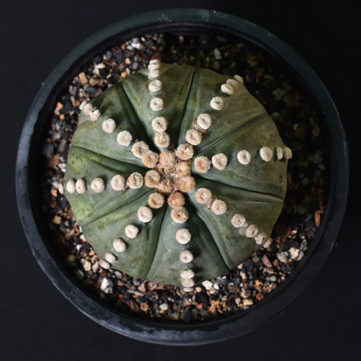 Astrophytum asterias Ooibo Nudum Astrophytum asterias Ooibo Nudum