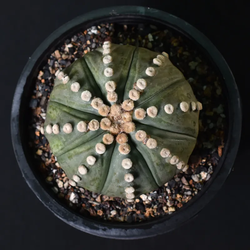 Astrophytum asterias Ooibo Nudum