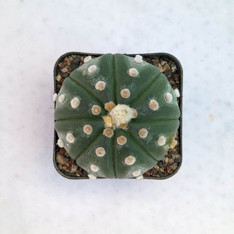 Astrophytum asterias Ooibo Nudum