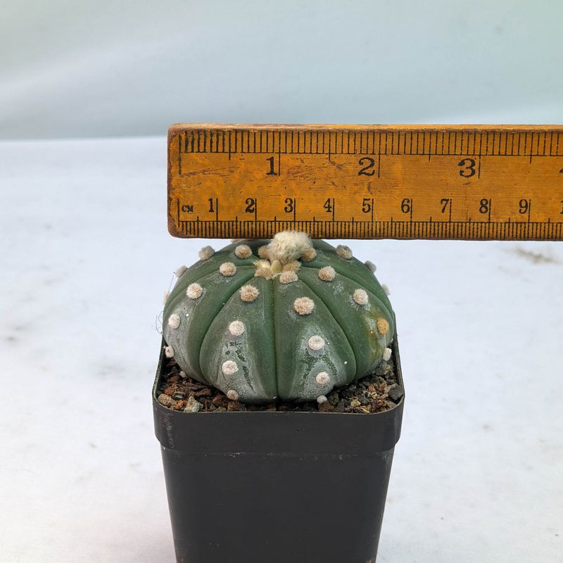 Astrophytum asterias Ooibo Nudum