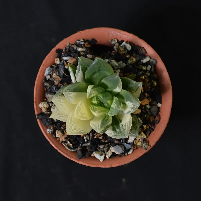 Haworthia cuspidata variegata