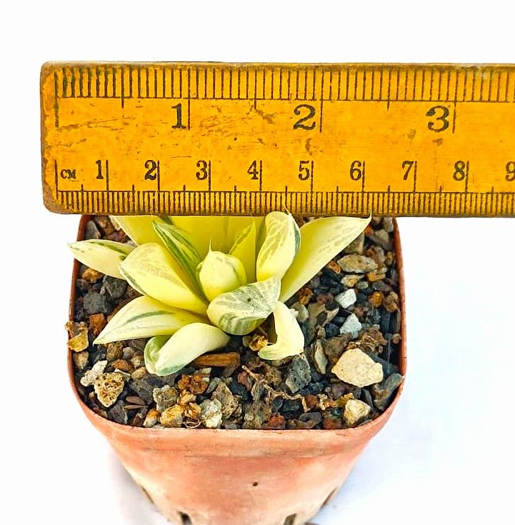 Haworthia cuspidata variegata