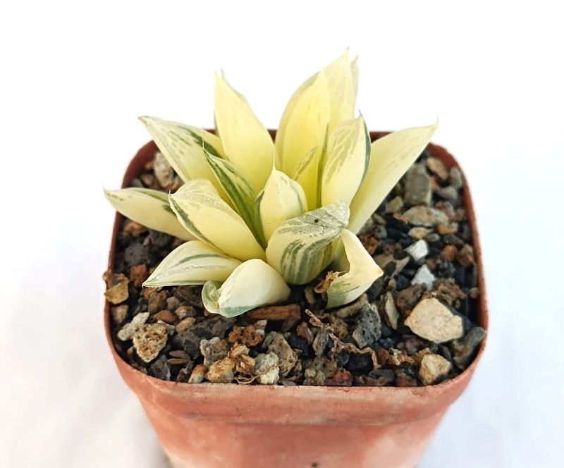 Haworthia cuspidata variegata