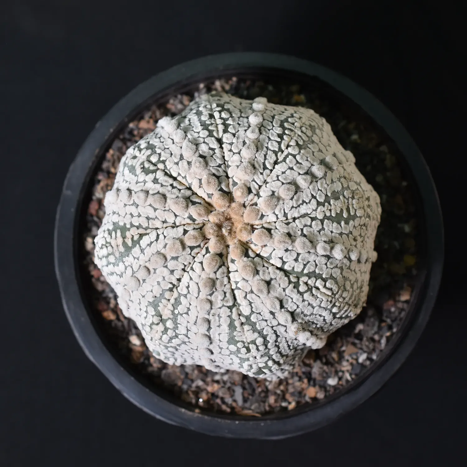 Astrophytum asterias cv Super Kabuto Astrophytum asterias cv Super Kabuto