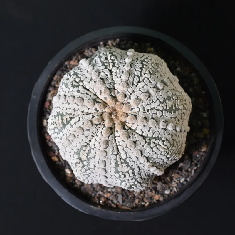 Astrophytum asterias cv Super Kabuto