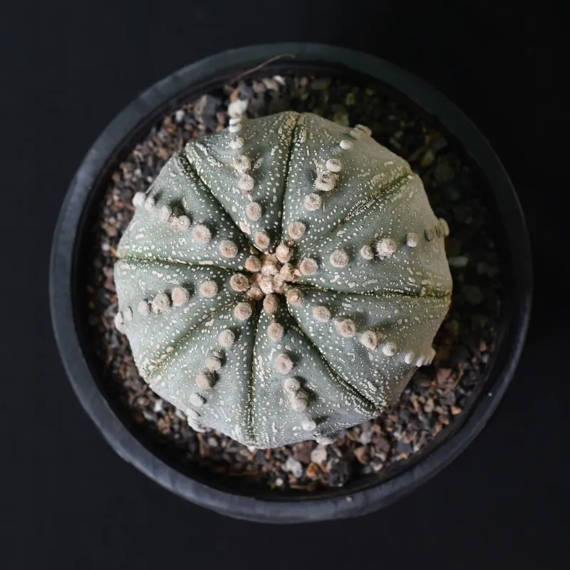 Astrophytum Asterias Native