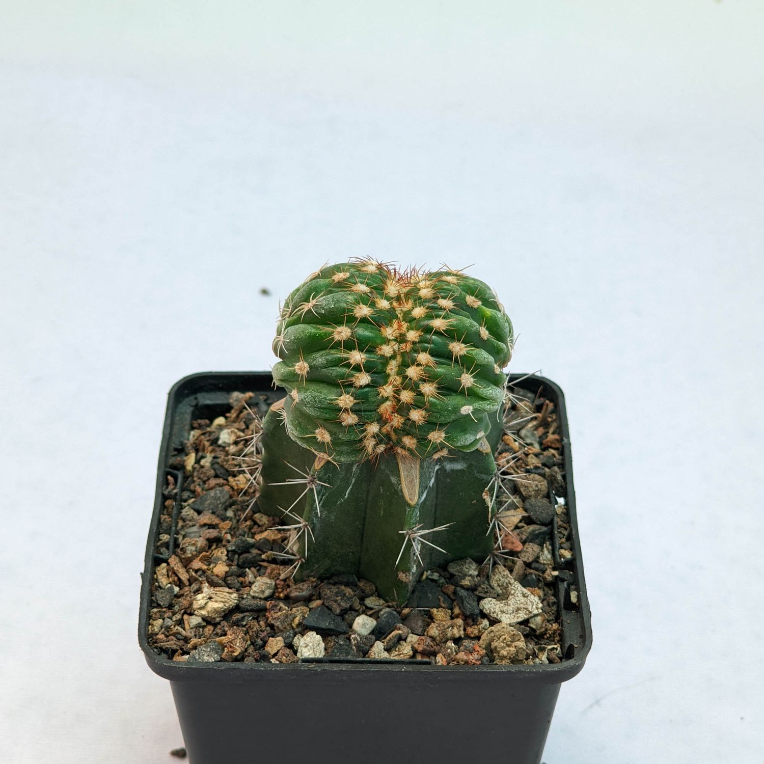Notocactus crassigibbus crest