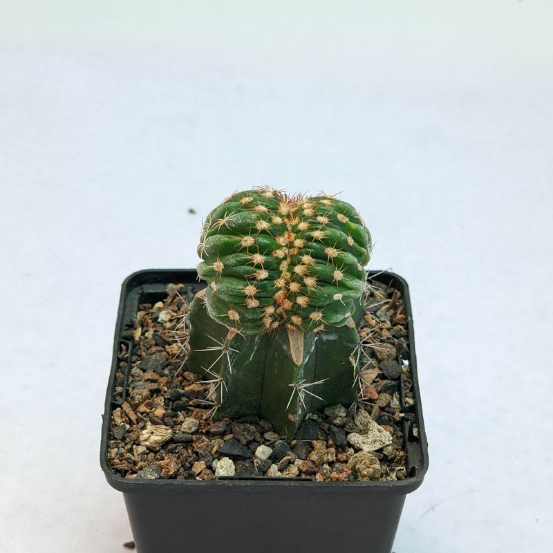 Notocactus crassigibbus crest