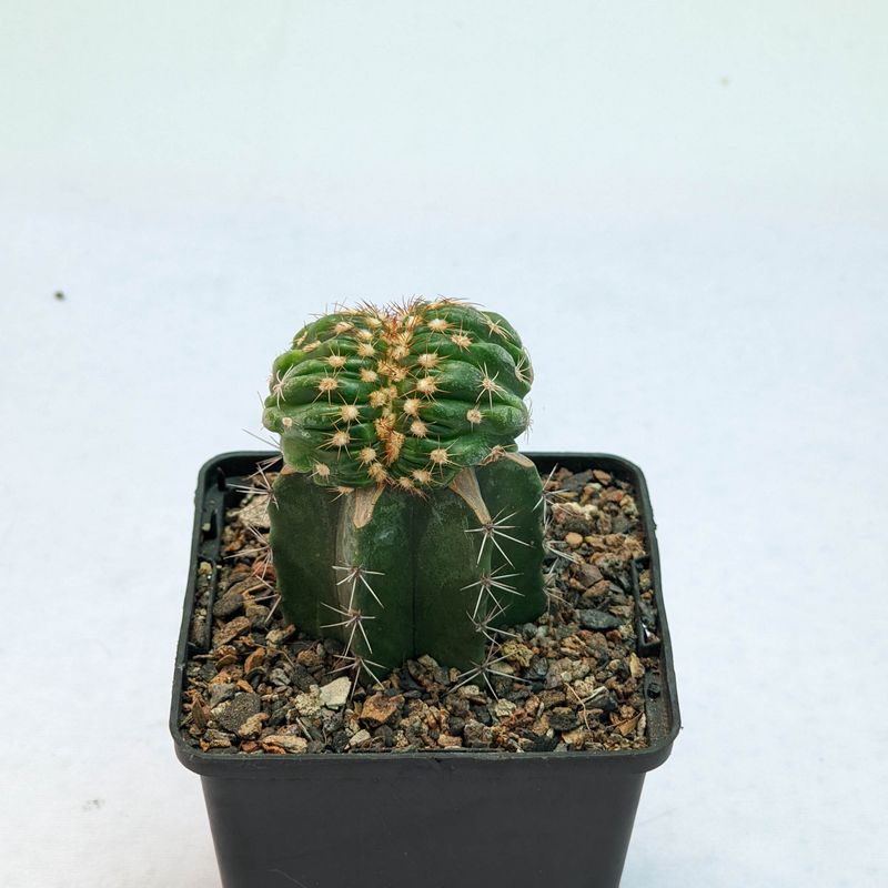 Notocactus crassigibbus crest