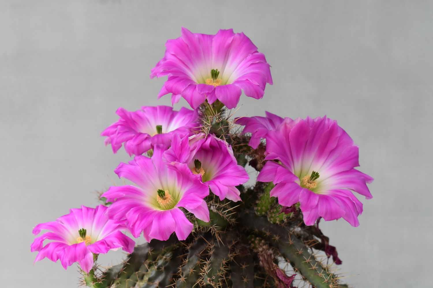 Echinocerous pentalophous