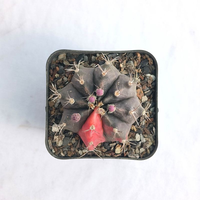 Gymnocalycium Mihanovichii Hybrid Variegated Cv. Glory