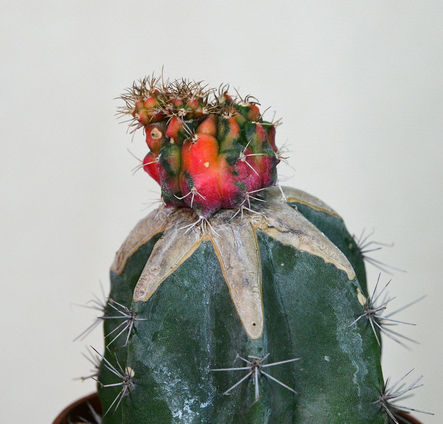 Gymnocalycium mihanovichii Hybrid Variegated Cv. Glory Gymnocalycium mihanovichii Hybrid Variegated Cv. Glory in bloom with red flowers