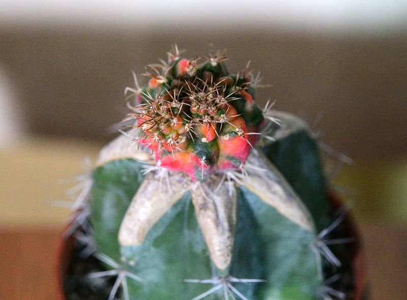 Gymnocalycium mihanovichii Hybrid Variegated Cv. Glory flowering top-down view