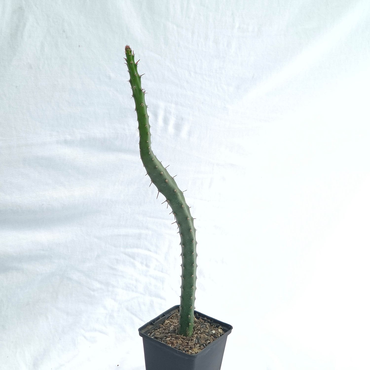 Selenicereus Grandiflorus