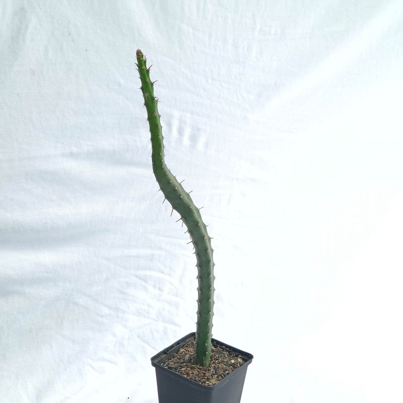 Selenicereus Grandiflorus