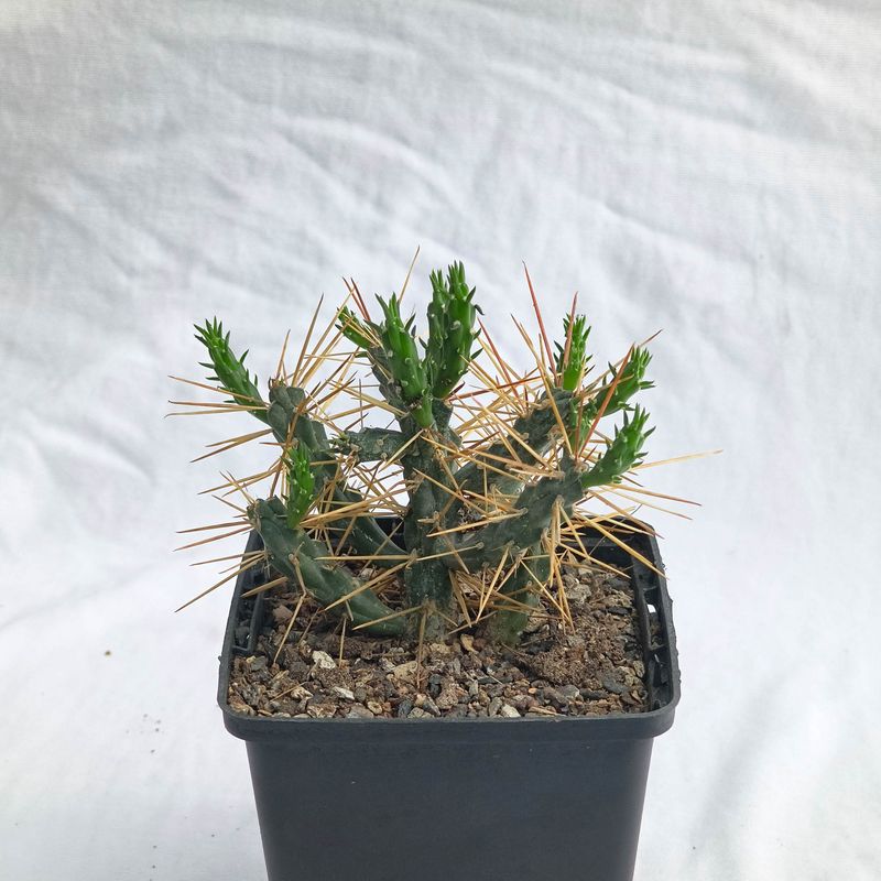 Opuntia molesta