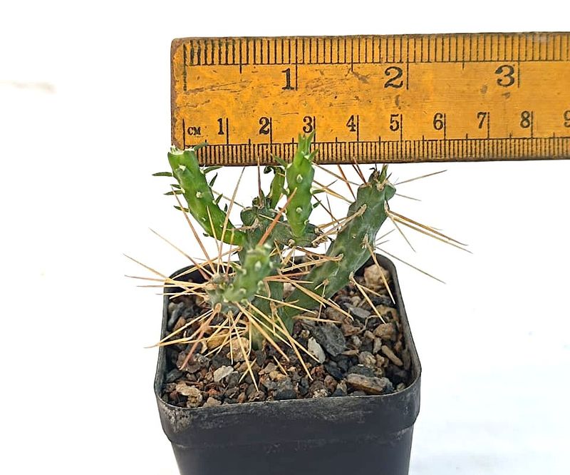 Opuntia molesta