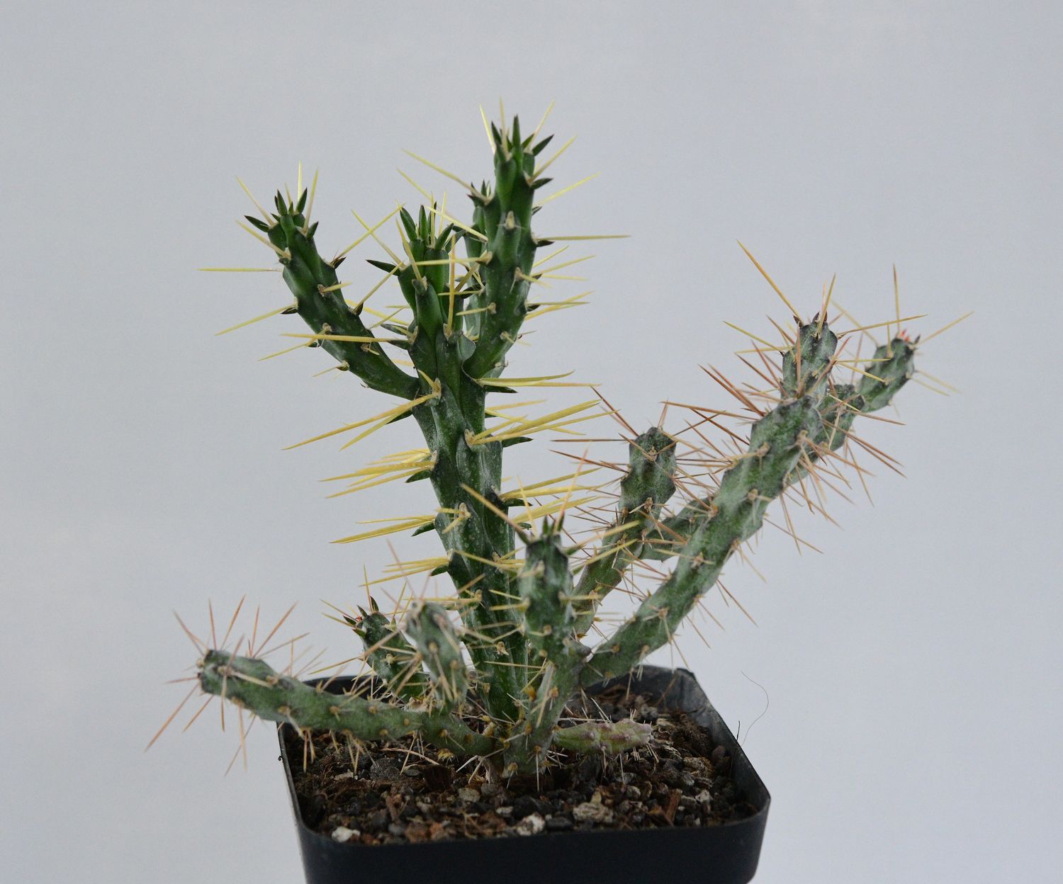 Opuntia molesta Opuntia molesta front view