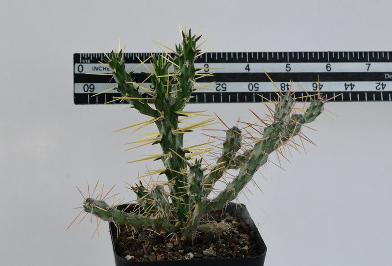 Opuntia molesta with ruler for size reference