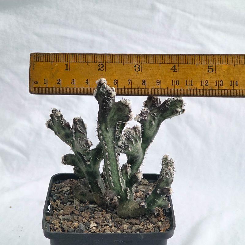 Monvillea Spegazzinii Forma Crest (Type B) (Syn: Cereus Spegazzinii)