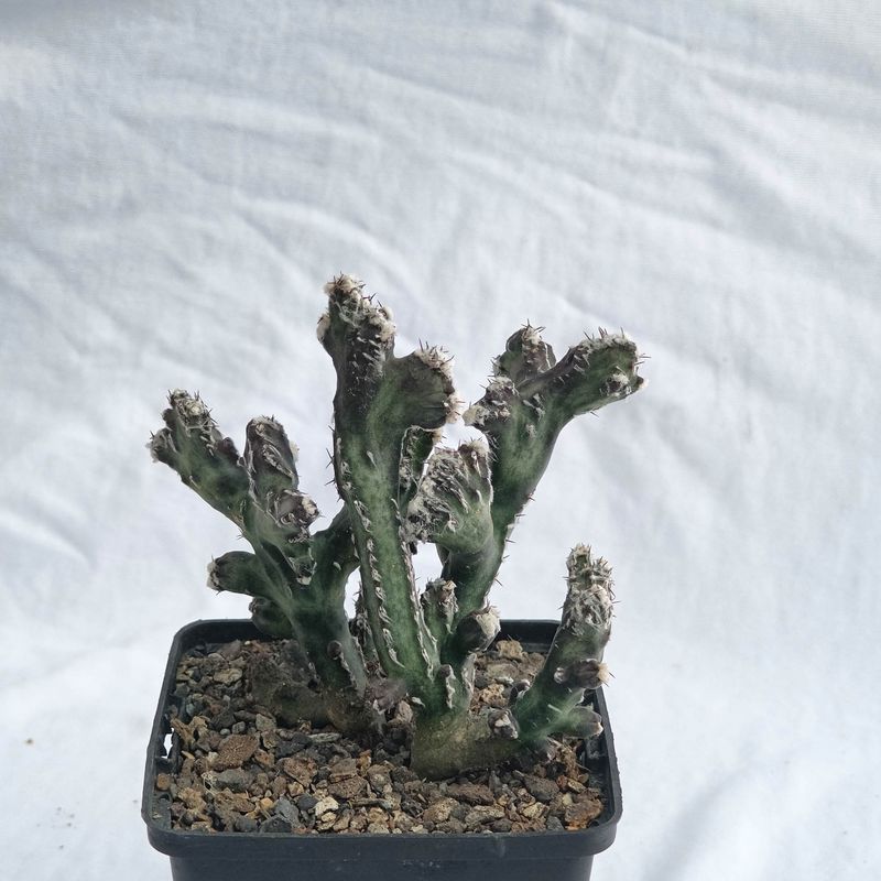 Monvillea Spegazzinii Forma Crest (Type B)  (Syn: Cereus Spegazzinii)