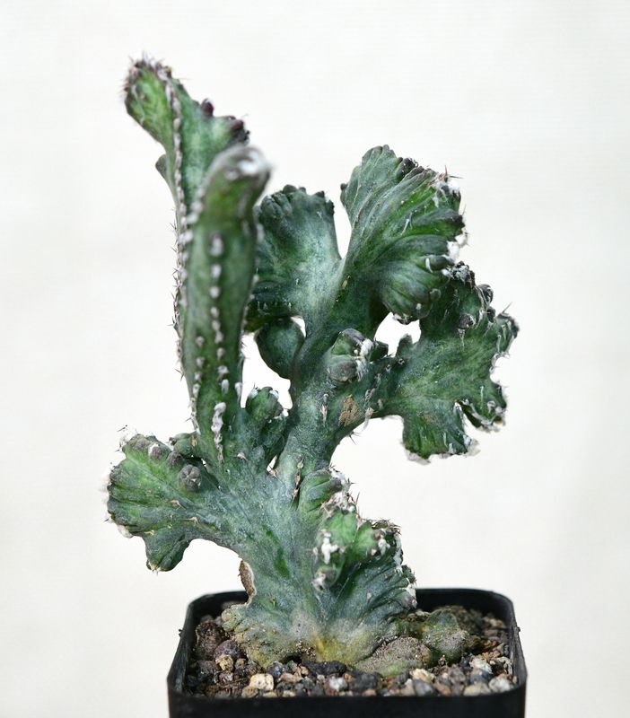 Monvillea Spegazzinii Forma Crest (Type B)  (Syn: Cereus Spegazzinii)