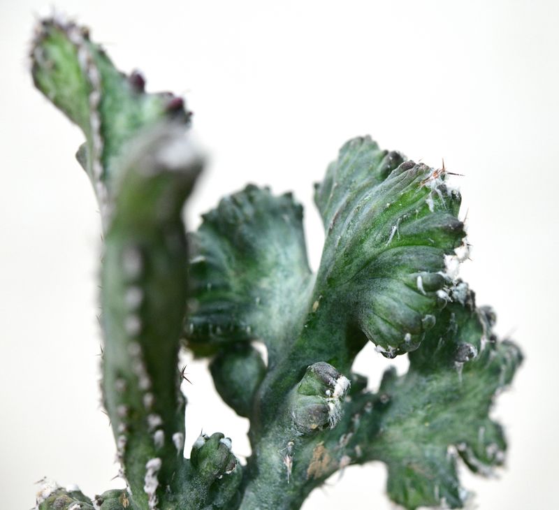 Monvillea Spegazzinii Forma Crest (Type B)  (Syn: Cereus Spegazzinii)